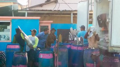 Sentra Pengasapan Ikan Demak Produksi Puluhan Ton Per Hari