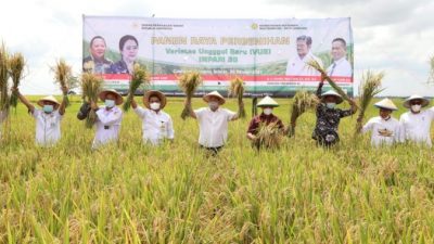 Panen Raya Padi dan Pembenihan, Nanang Ermanto : VUB Inpari 30 Tingkatkan Hasil Panen Petani Lamsel