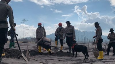 Pencarian Hari Kelima, 43 Korban Meninggal Erupsi Gunung Semeru Ditemukan
