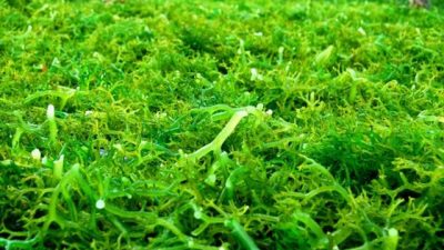 Nilai Ekspor Rumput Laut Hingga Oktober 2021 Capai 177,99 juta Dolar AS