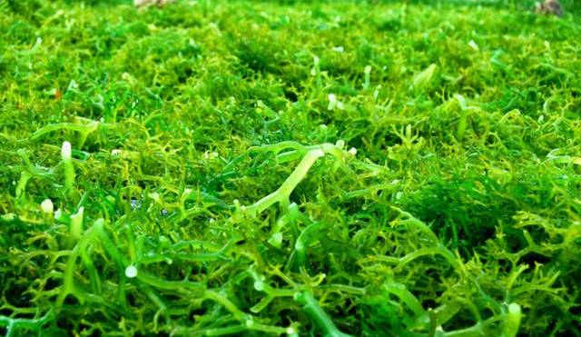 Nilai Ekspor Rumput Laut Hingga Oktober 2021 Capai 177,99 juta Dolar AS