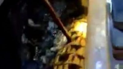 Diduga Milik Perusahaan, Warga Batam Tewas Diterkam Buaya