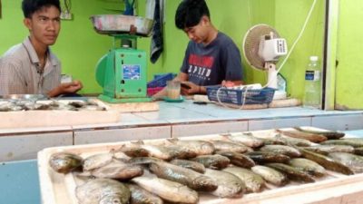 Inilah Ikan Paling Naik Daun Saat Imlek di Batam