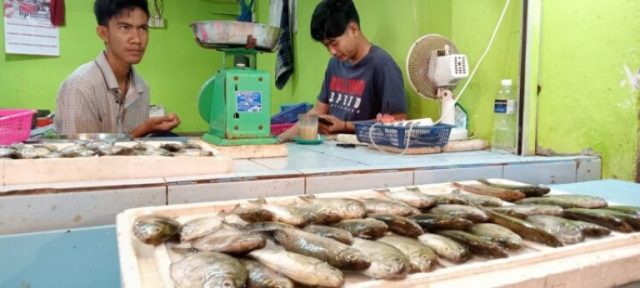 Inilah Ikan Paling Naik Daun Saat Imlek di Batam