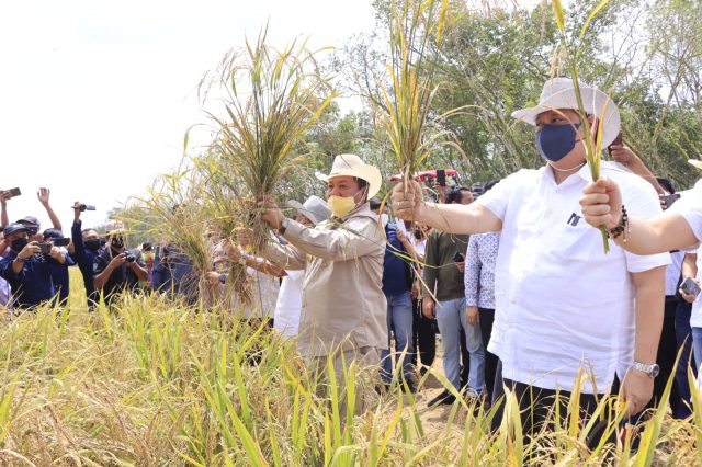 Panen Padi Gogo di Lampung, Ini Harapan Menko Perkonomian Airlangga Hartarto