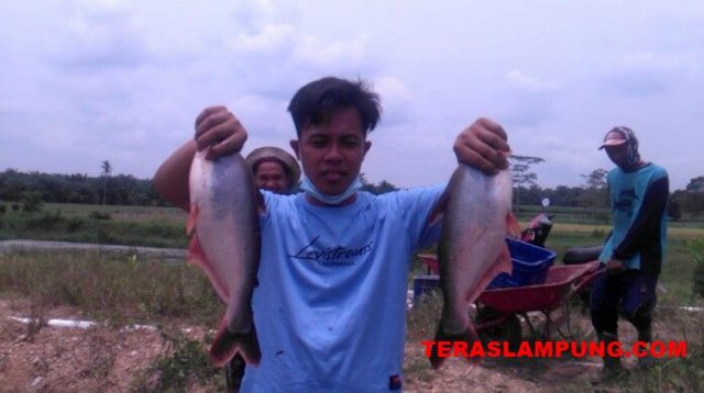 Warga Lampung Selatan Ini Meraup Untung Besar dari Budidaya Ikan Patin