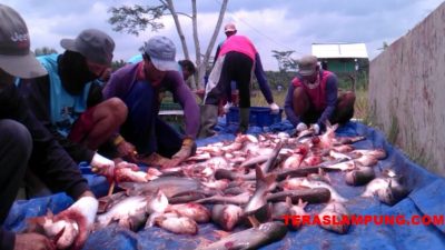 Menikmati Gurihnya Rezeki Budidaya Ikan Patin