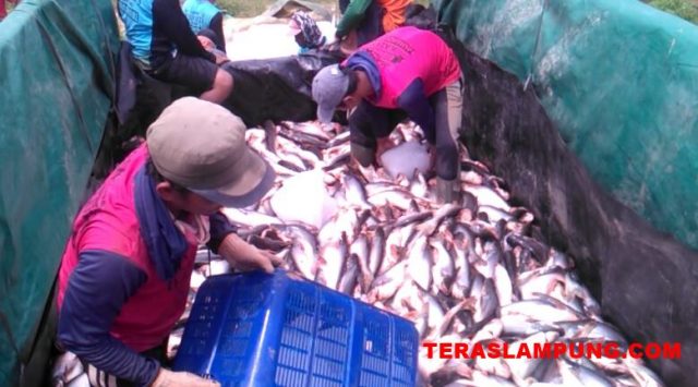 Proses pengangkutan ikan patin dan pengesan ikan ke kendaraan truk.