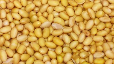 Impor Kedelai dan Kebutuhan Protein Nabati Domestik