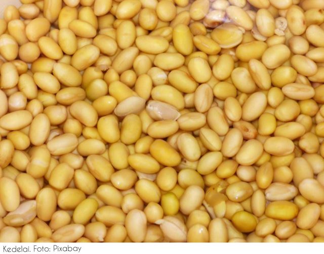 Impor Kedelai dan Kebutuhan Protein Nabati Domestik
