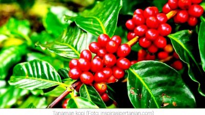 Potensi Kopi sebagai Komoditas Unggulan Perkebunan