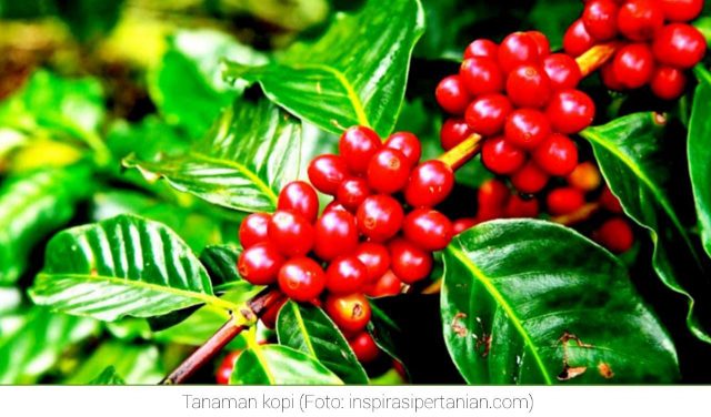 Potensi Kopi sebagai Komoditas Unggulan Perkebunan