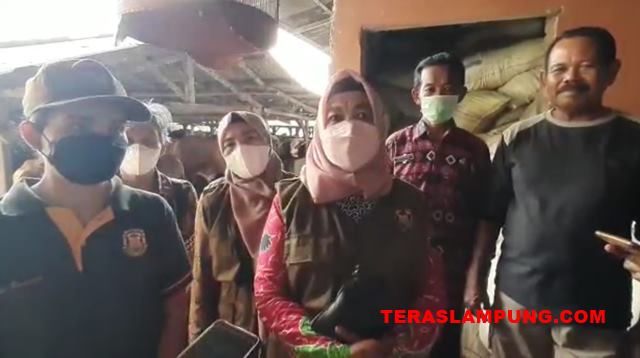 Jelang Iduladha, Dinas Pertanian Bandarlampung Cek Penggemukan Sapi