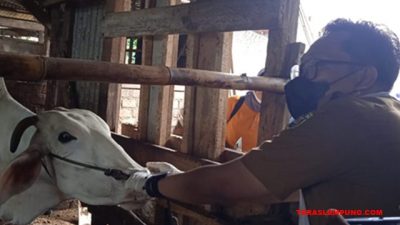 Cegah PMK, 300 Hewan Ternak di Bandarlampung Divaksin