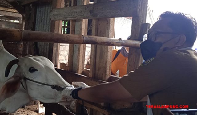 Cegah PMK, 300 Hewan Ternak di Bandarlampung Divaksin