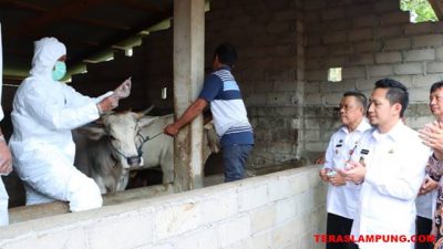 Cegah PMK, Pemkab Lampung Utara Vaksinasi Hewan Ternak