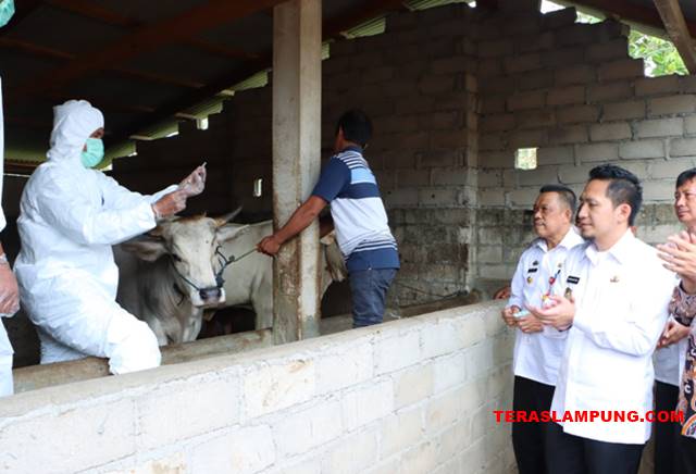 Cegah PMK, Pemkab Lampung Utara Vaksinasi Hewan Ternak