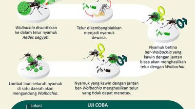 Wolbachia untuk Cegah DBD