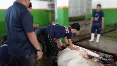 Ketua DPW Nasdem Lampung Saksikan Pemotongan Hewan Kurban