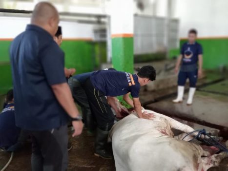 Ketua DPW Nasdem Lampung Saksikan Pemotongan Hewan Kurban