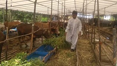 DPRD Kepri Dukung Pengiriman Hewan Kurban dari Lampung ke Batam Dihentikan, Ini Sebabnya