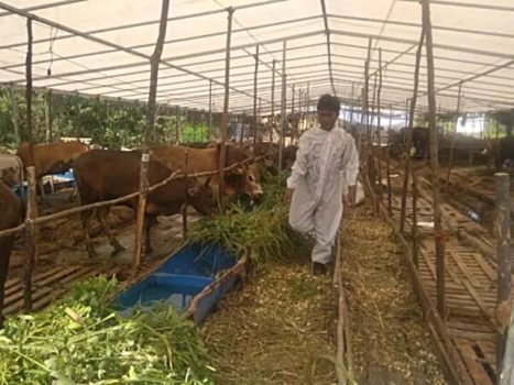 DPRD Kepri Dukung Pengiriman Hewan Kurban dari Lampung ke Batam Dihentikan, Ini Sebabnya