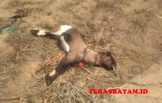 Didatangkan dari Lampung, Puluhan Hewan Kurban Mati di Batam