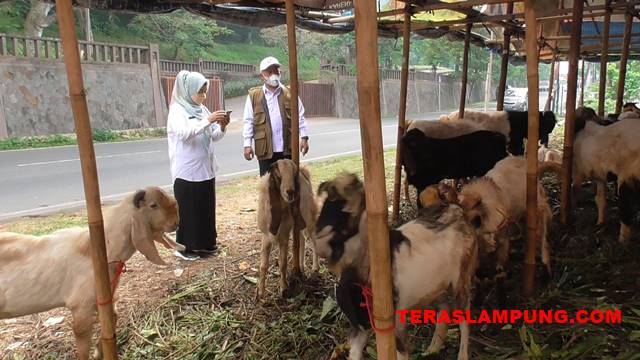 Soal Beli Hewan Kurban, Ini Rekomendasi Satgas Pangan Kota Bandarlampung