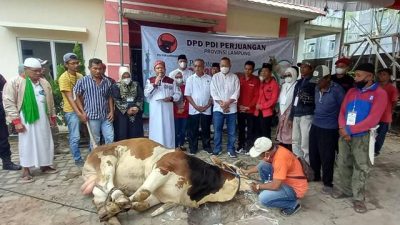 Iduladha 1443 H, PDIP Lampung Sembelih 13 Ekor Sapi