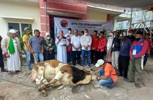 Iduladha 1443 H, PDIP Lampung Sembelih 13 Ekor Sapi