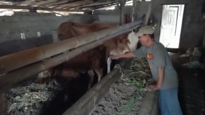 Jebol Tembok, Pencuri Gondol Dua Sapi Milik Warga Nambahdadi Lampung Tengah
