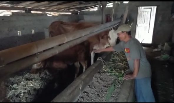Jebol Tembok, Pencuri Gondol Dua Sapi Milik Warga Nambahdadi Lampung Tengah