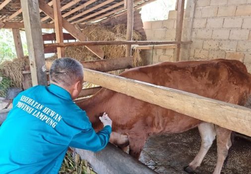 Ini Upaya Pemprov Lampung Cegah PMK