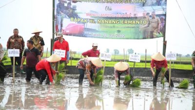 Tanam Padi Serentak di Desa Pulau Jaya Palas, Bupati Lamsel Serahkan Bantuan Alsintan