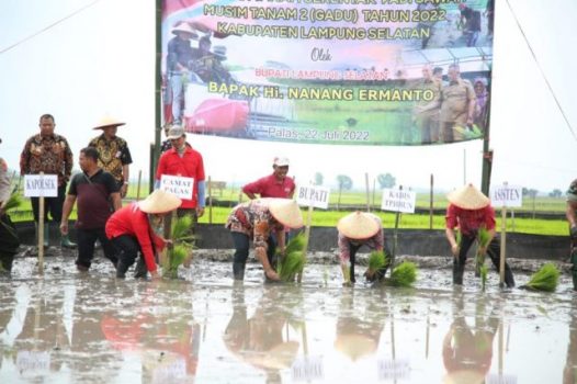 Tanam Padi Serentak di Desa Pulau Jaya Palas, Bupati Lamsel Serahkan Bantuan Alsintan