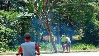 Antisipasi Bahaya, DLH Lampura Pangkas Pepohonan Peneduh Jalan