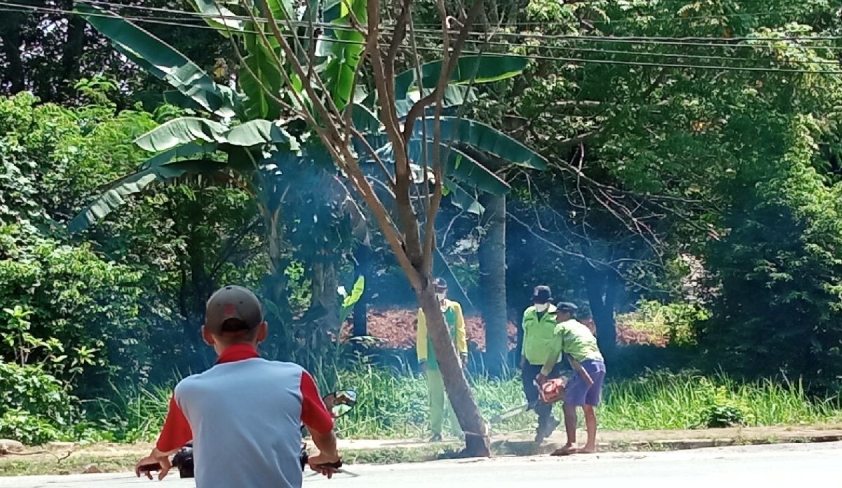Antisipasi Bahaya, DLH Lampura Pangkas Pepohonan Peneduh Jalan