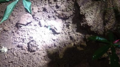 Dua Harimau Masuk Kampung di Lampung Utara
