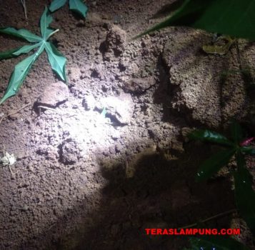 Dua Harimau Masuk Kampung di Lampung Utara