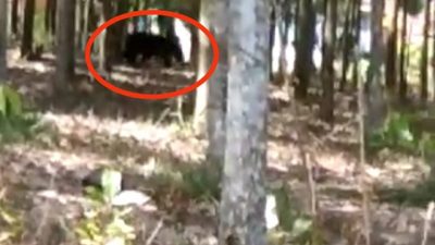 Terekam Kamera, Beruang Berkeliaran di Desa Bindu Lampung Utara