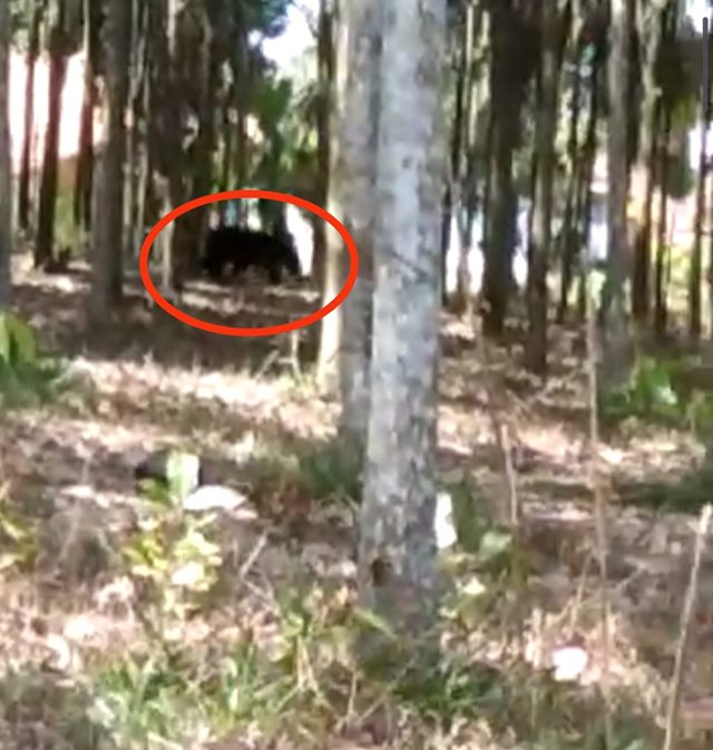 Terekam Kamera, Beruang Berkeliaran di Desa Bindu Lampung Utara