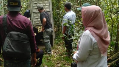 Teror Dua Harimau, BKSDA Lampung Pasang Perangkap