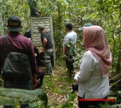 Teror Dua Harimau, BKSDA Lampung Pasang Perangkap