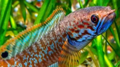 Berbagai Jenis Ikan Channa, Predator Air Tawar Eksotis untuk Dipelihara