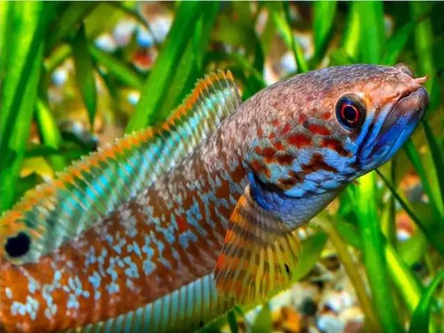 Berbagai Jenis Ikan Channa, Predator Air Tawar Eksotis untuk Dipelihara