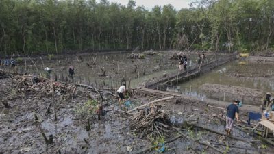 Walhi Lampung Tanam 500 Bibit Mangrove di Pesisir Teluk Lampung