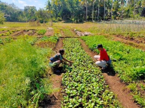 Dua SD di Sumba Barat Kembangkan Kebun Gizi