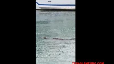 Dua Ekor Buaya Masih Berkeliaran di Pantai Teluk Lampung, Wisatawan Diminta Berhati-hati Nikmati Libur Tahun Baru