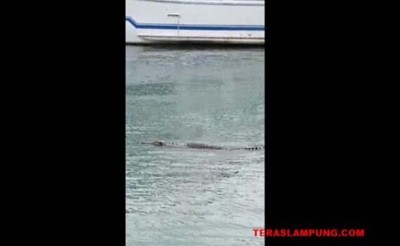 Dua Ekor Buaya Masih Berkeliaran di Pantai Teluk Lampung, Wisatawan Diminta Berhati-hati Nikmati Libur Tahun Baru
