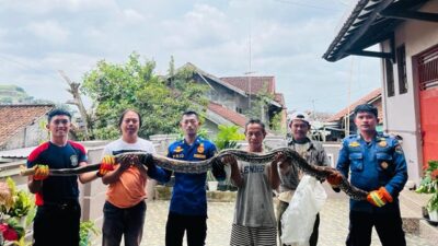 Ular Sanca Sepanjang Empat Diamankan dari Rumah Warga Bandarlampung